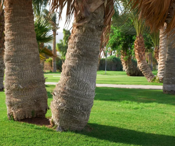 close-up-palm-tree-trunk-in-the-garden-with-the-ba-2026-03-25-00-17-54-utc