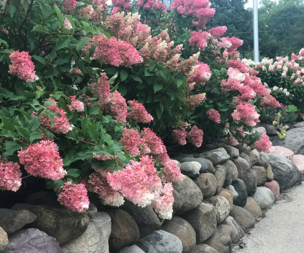 peewee-hydrangeas-sit-next-to-a-wall-of-rock-field-2026-01-05-00-54-19-utc